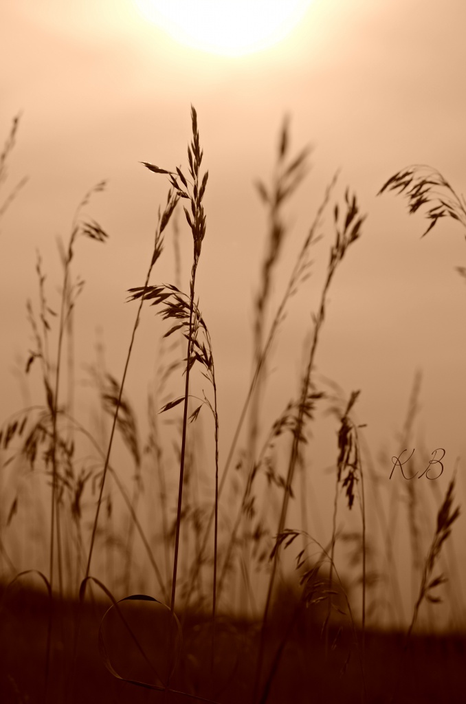 Wheat Field by myhrhelper