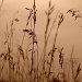 Wheat Field by myhrhelper