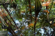 1st Sep 2012 - Reflection, Beidler Forest in Four Holes Swamp, South Carolina