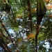 Reflection, Beidler Forest in Four Holes Swamp, South Carolina by congaree