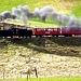 Steam train to Waitara by maggiemae