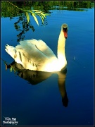 2nd Sep 2012 - Swan