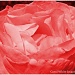 A Rose For Mum. by carolmw