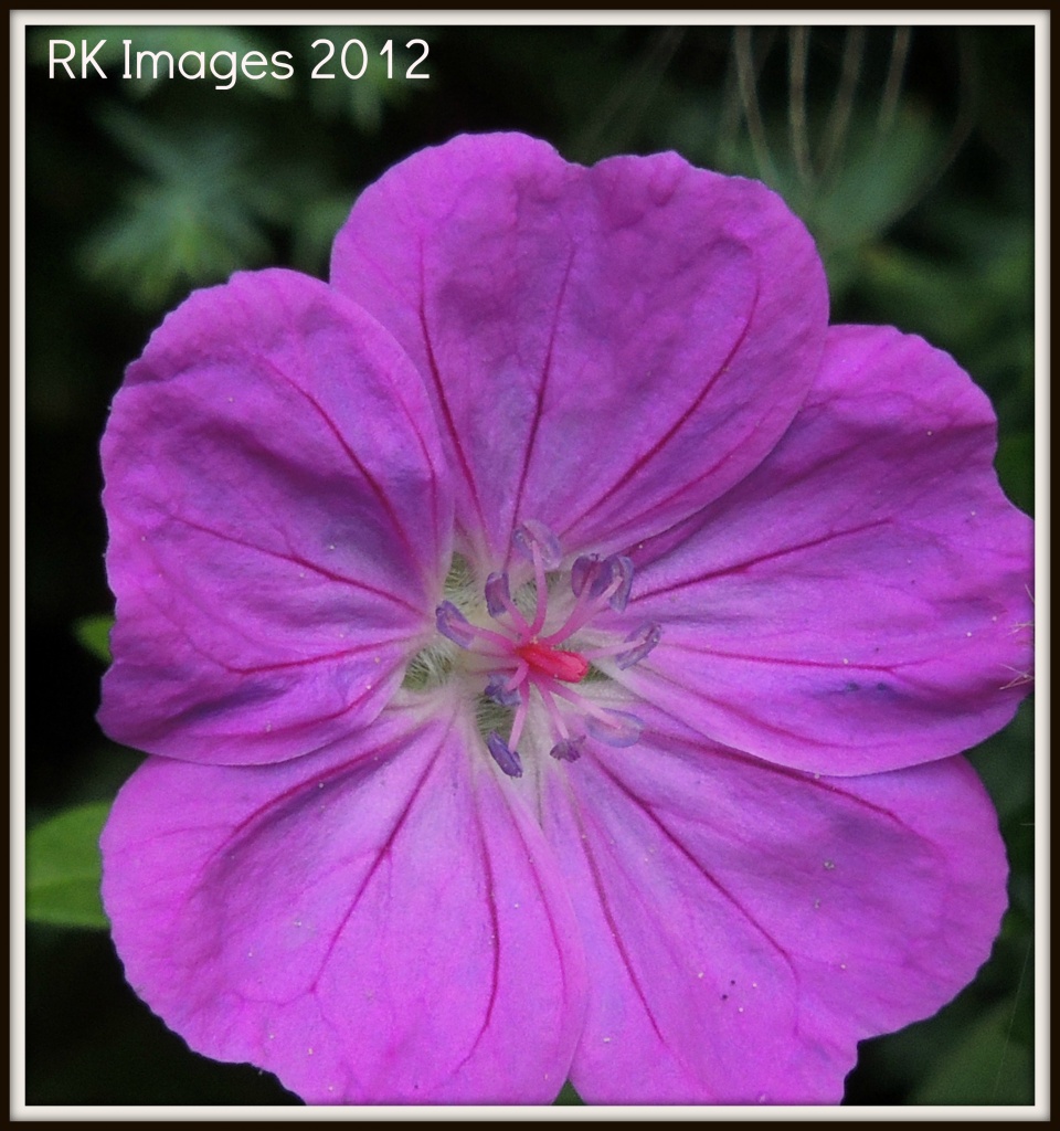 Another purple flower from the garden by rosiekind