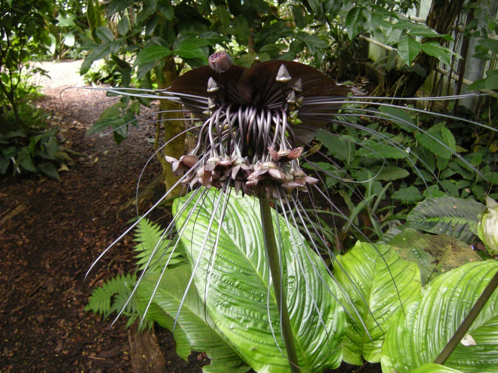 Tacca chantrieri   ( Black bat flower ) by pyrrhula