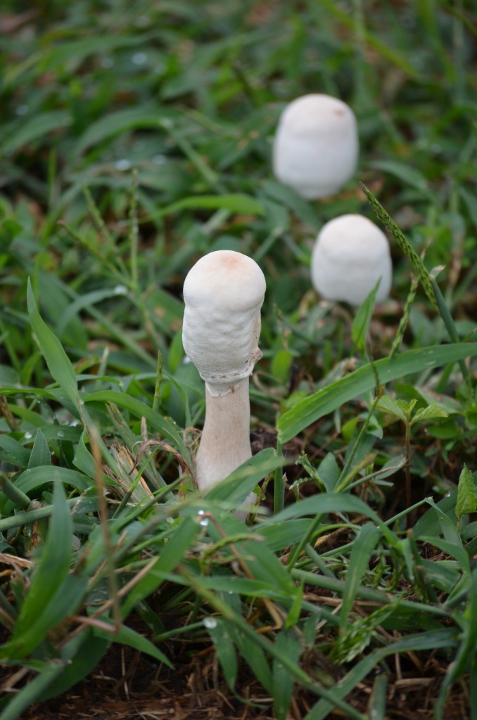 Mad mushrooms by kdrinkie