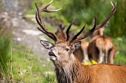 23rd Aug 2012 - Stag