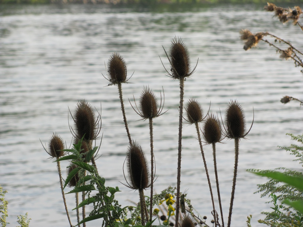 Thistles by julie