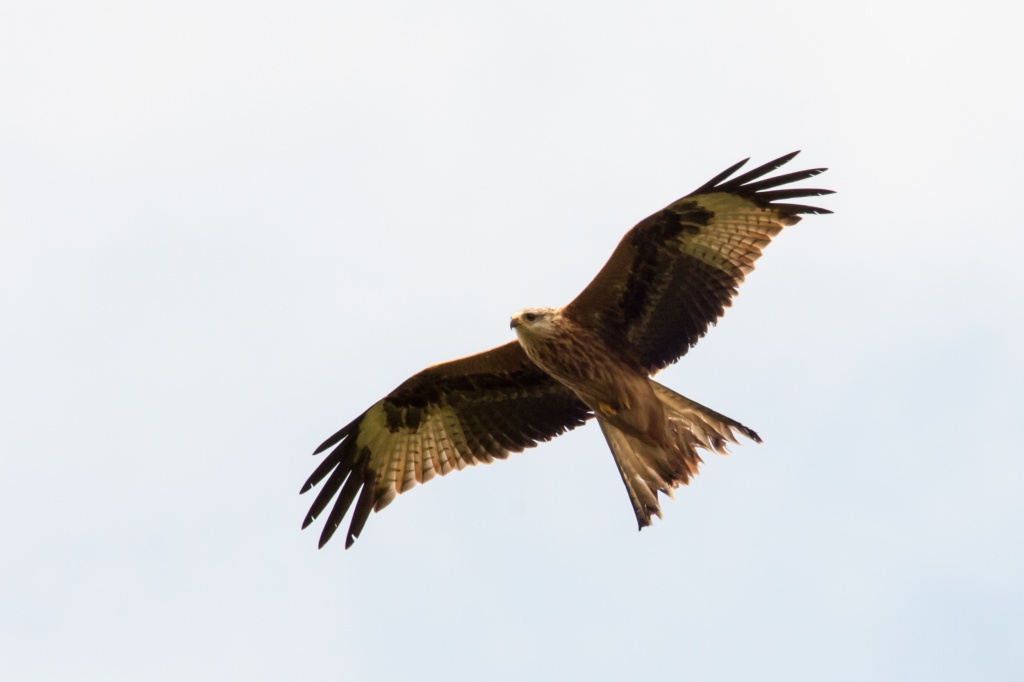 Red Kite by natsnell