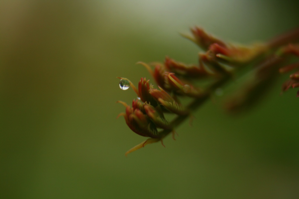 A Raindrop by kerristephens