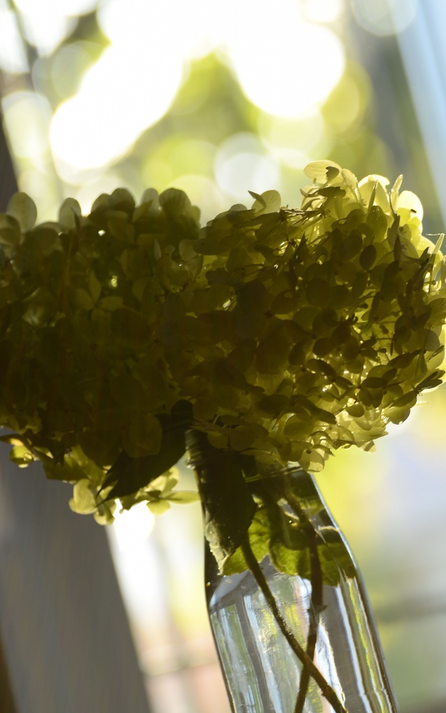 Blooming hydrangea by dora