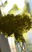 2nd Sep 2012 - Blooming hydrangea