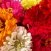 Market flowers by cassaundra