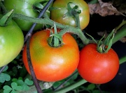 2nd Sep 2012 - Tomatoes