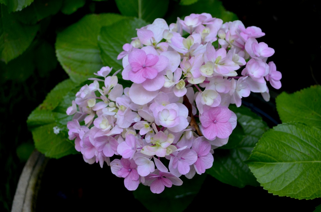 Just when we thought the hydrangea bush was past its summer prime and would give no more flowers, this beautiful bloom appeared yesterday. What a nice gift. by congaree