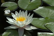 2nd Sep 2012 - Water Lilies