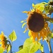 Our giant sunflowers by kiwichick