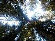 3rd Sep 2012 - Tree Tops