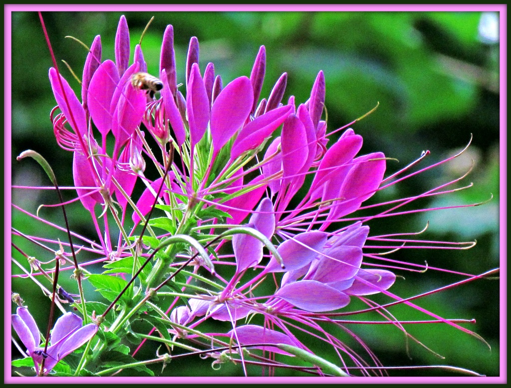 Cleome  (For Robin) by glimpses
