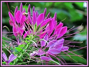 26th Aug 2012 - Cleome  (For Robin)