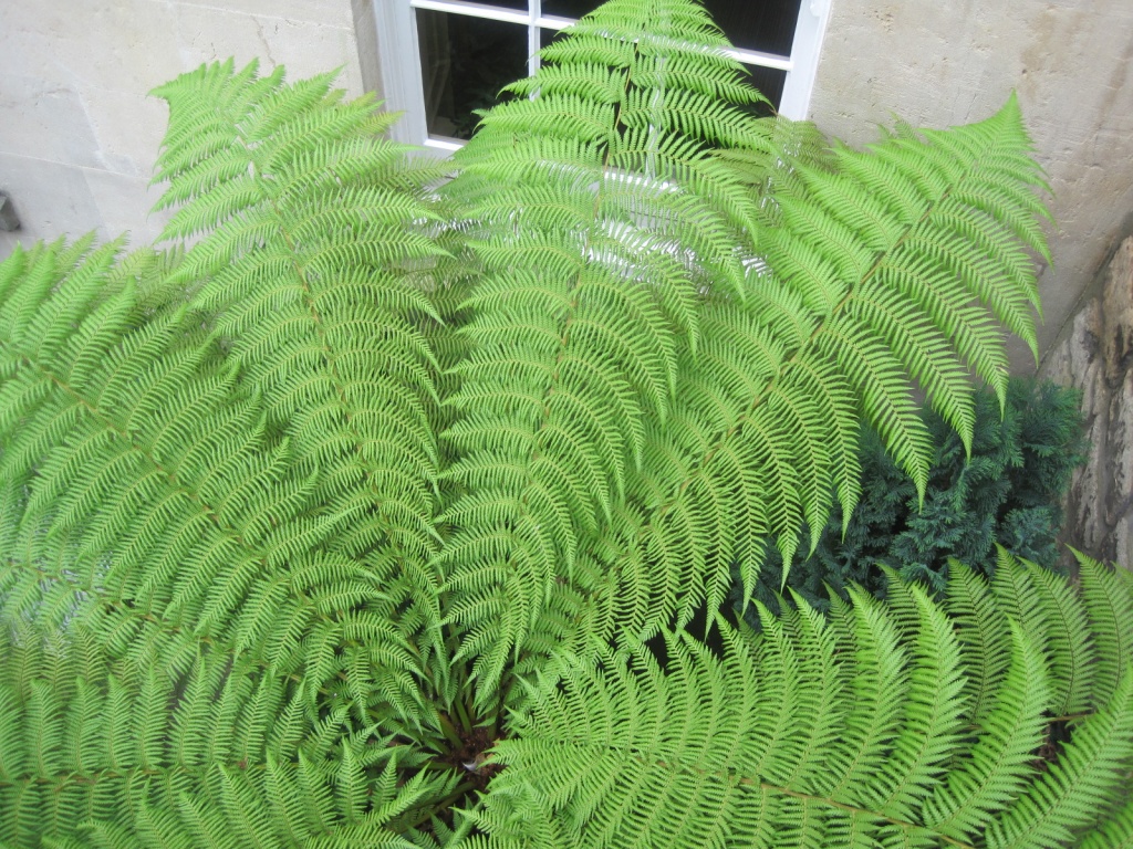 Day 1: Green - tree fern  by quietpurplehaze
