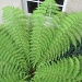 Day 1: Green - tree fern  by quietpurplehaze