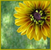 3rd Sep 2012 - Not a sunflower!
