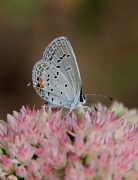 1st Sep 2012 - Eastern Tailed Blue