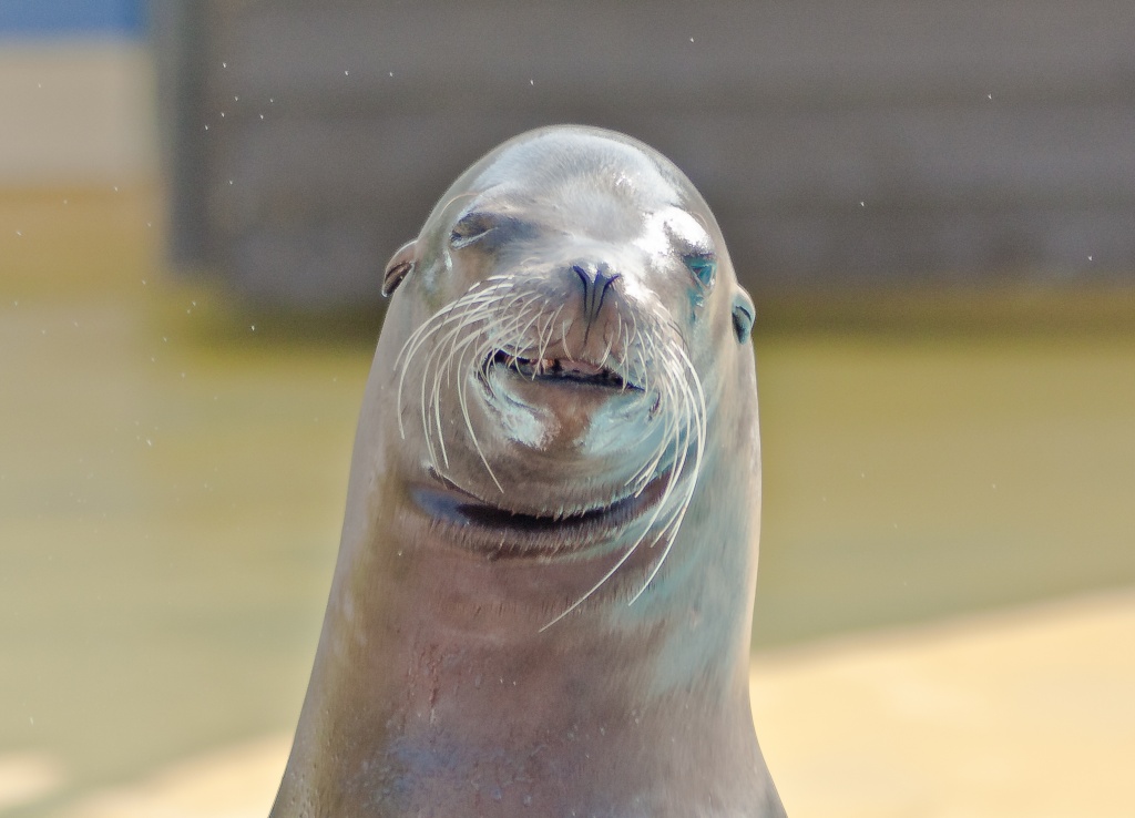 Ever seen a sealion pose and smile for a photo? by edpartridge
