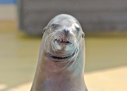 21st Aug 2012 - Ever seen a sealion pose and smile for a photo?