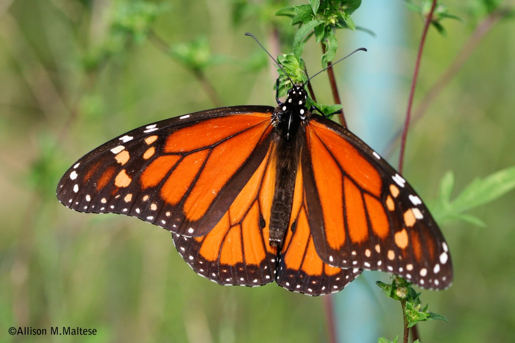 Male Monarch by falcon11