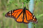 3rd Sep 2012 - Male Monarch