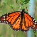 Male Monarch by falcon11