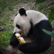 3rd Sep 2012 - Panda and His Popsicle 