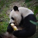 Panda and His Popsicle  by lesip