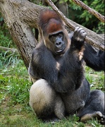 31st Aug 2012 - Gorilla