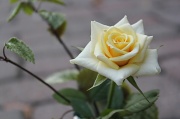 3rd Sep 2012 - My Rose