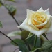 My Rose by edorreandresen