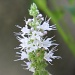 Bijeli cvjetići by vesna0210