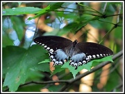 10th Jul 2010 - Unidentified Butterfly