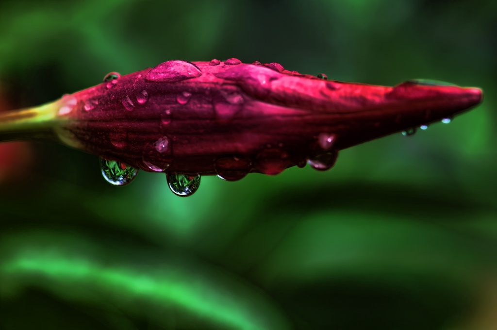 Water Drops on Mandevilla by lstasel