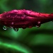 Water Drops on Mandevilla by lstasel