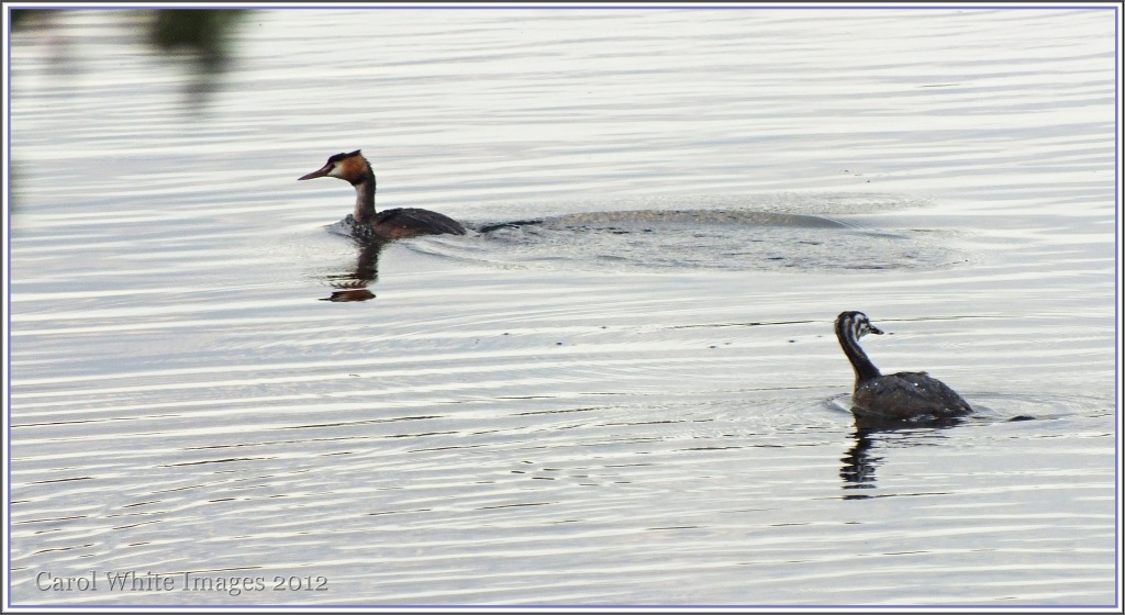 Great Crested Grebe And Juvenile by carolmw