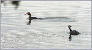 4th Sep 2012 - Great Crested Grebe And Juvenile