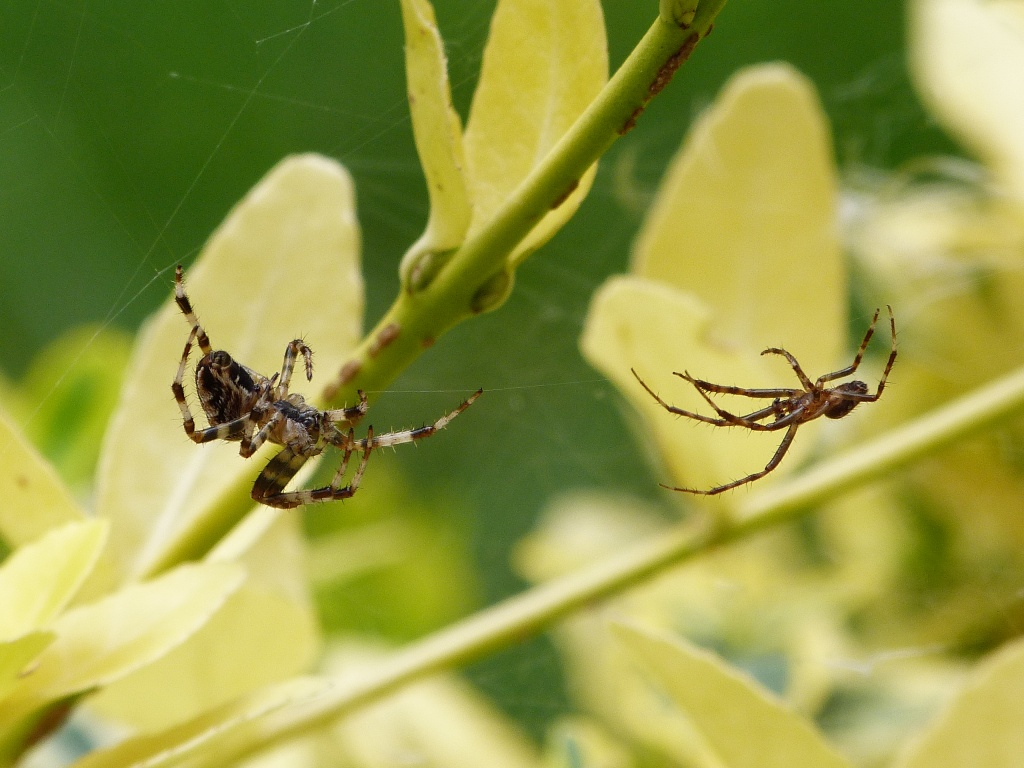 Duelling spiders by calx