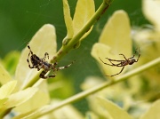 4th Sep 2012 - Duelling spiders