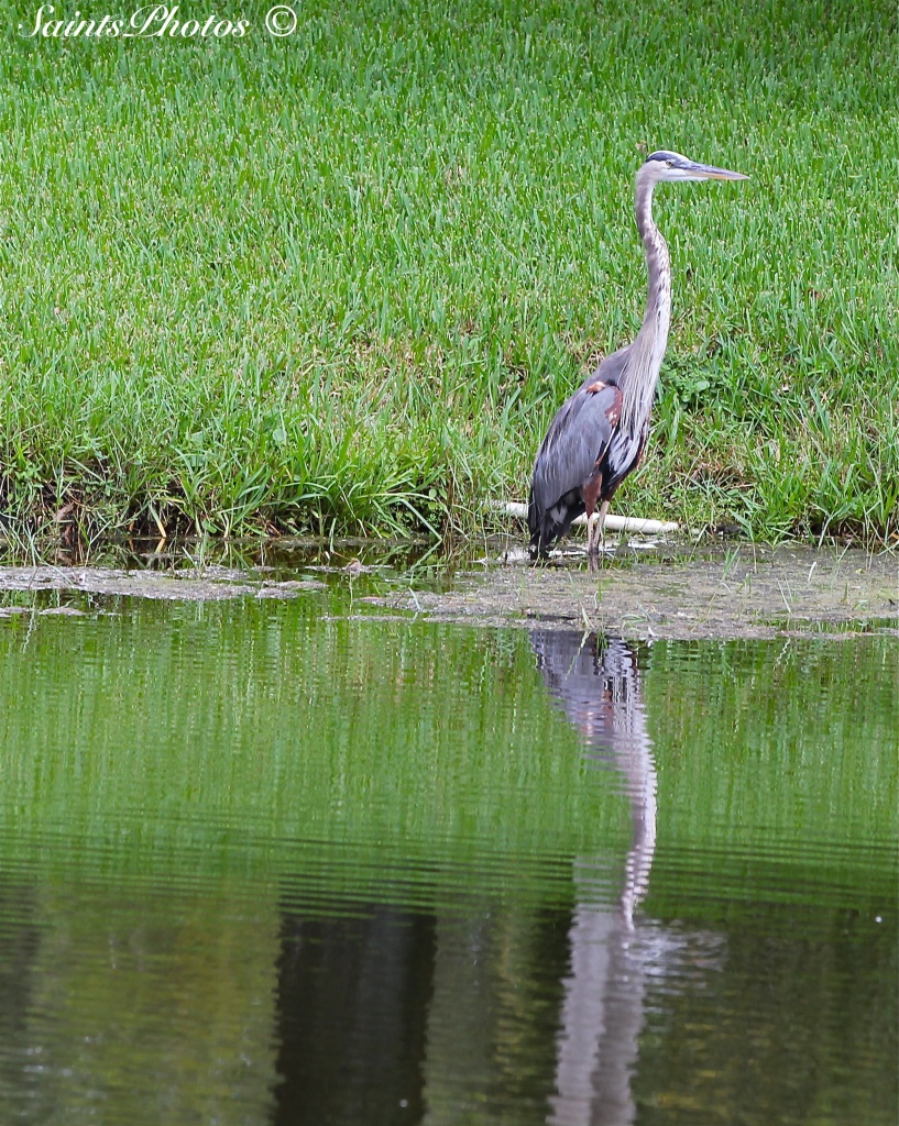 Heron in waiting... for lunch. by stcyr1up
