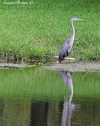 1st Sep 2012 - Heron in waiting... for lunch.