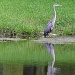 Heron in waiting... for lunch. by stcyr1up