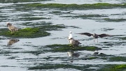 4th Sep 2012 - Morning Seagull Gathering